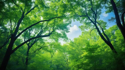 Fototapeta premium serene blue green background