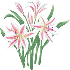 Stargazer lily botanical painting illustration