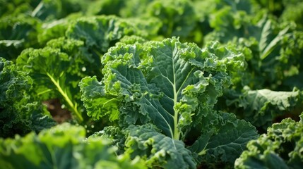 garden kale single plant