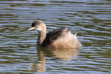 Australasian grebe bird swimming in a lake of water