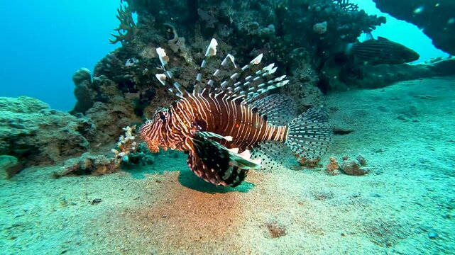 Red sea lionfish pterois volitans swimming over tropical reef with blue water in background