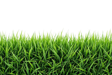 Fototapeta premium Green grass blades isolated on a white background, fresh and vibrant, perfect for nature, gardening, or landscaping design concepts. Ai generative