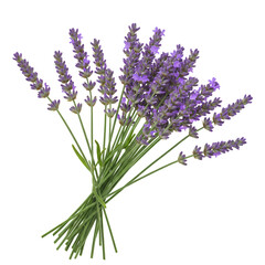 Obraz premium Blooming Lavender Bouquet Isolated on on Transparent Background for Floral Designs