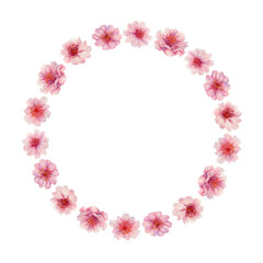 Wreath of sakura flowers isolated on a white background. Spring blooming cherry blossom flowers for Hanami festival. Delicate shades of pink, lilac, violet petals. Watercolor template for card, poster