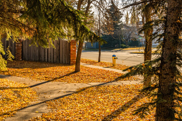Intersection of three pedestrian paths partly covered with fallen leaves in the autumn season