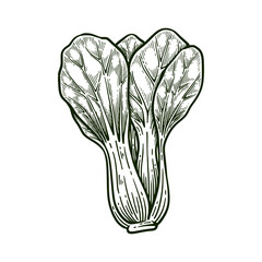 Hand drawn pak choi. Bok choy line art vector illustration