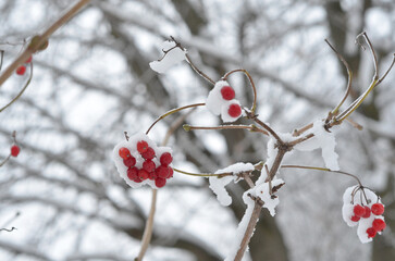 Viburnum branches with red berries in snow. Winter landscape, environment concept.Free copy space.