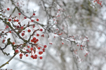 Snow covered tree  branches with red berries . Winter landscape with red berries .Closeup photo outdoors. Free copy space. 