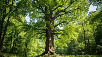Fototapeta premium sturdy american chestnut tree