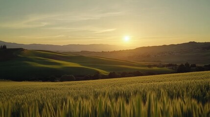 Fototapeta premium Tuscan sunset over rolling hills and wheat field