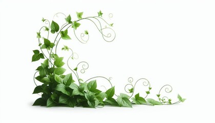 Green ivy vines with swirling tendrils forming corner frame on white background. Botanical decorative element for nature and eco design