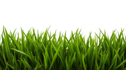 Fototapeta premium Green grass blades isolated on white background. Close-up nature texture with copy space for design and template