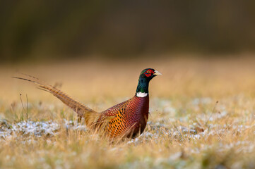 Ringneck Pheasant (Phasianus colchicus) male close up