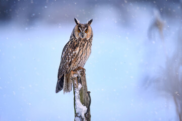 Long eared owl ( Asio otus ) close up
