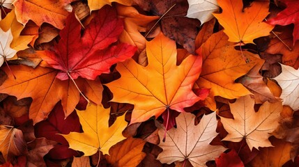 seasonal fall leaf graphic