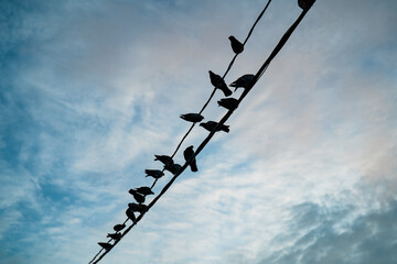 Birds  on a wire