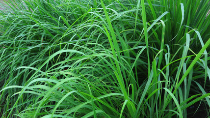 Serai or lemongrass Cymbopogon citratus
