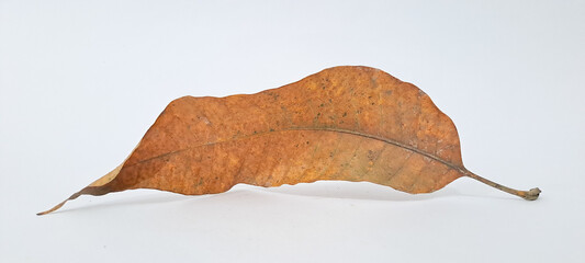 Fototapeta premium dried autumn brown leaf on a white background