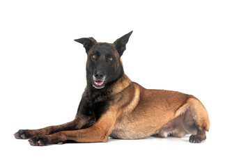 malinois in studio
