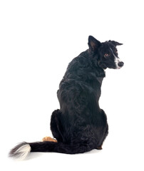 border collie in studio