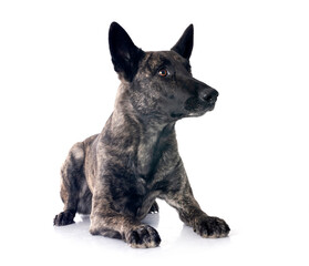 Dutch Shepherd in studio