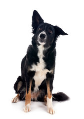 Fototapeta premium border collie in studio