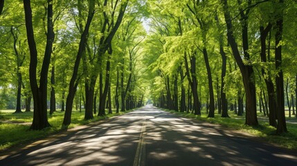 Fototapeta premium shadows road sun