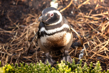 A Lone Magellanic Penguin (Spheniscus magellanicus) in the afternoon sun.