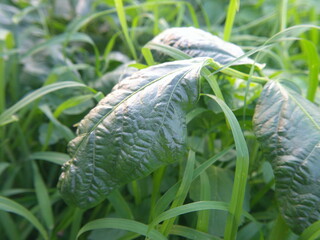 close up of a green plant