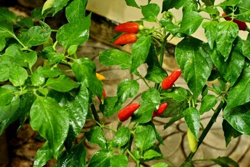 red hot chili peppers. chili plants in the garden