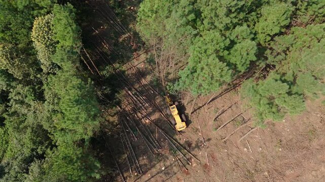 Harvester machine in action within a pine tree plantation, cutting trees for timber in rural landscape, top down aerial orbit