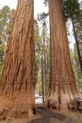 Obraz premium Giant Sequioa Trees in Sequioa National Park, California. 