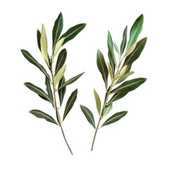 olive branch isolated on white