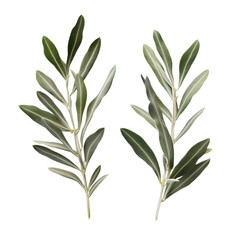 Obraz premium olive branch isolated on white