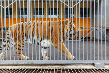A tiger is walking through a cage with bars on the sides