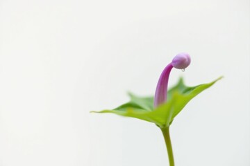 A Delicate Pink Flower Bud with a Single Droplet of Water on a Pale Background