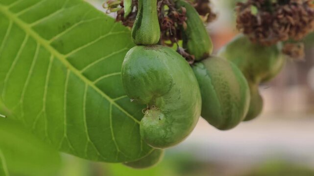 Fresh cashew nuts on the tree