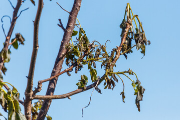 Leaves on walnut tree after frost against blue sky.