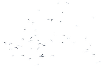 A flock of birds in flight isolated on a white background