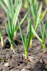 A bunch of green plants are growing in the dirt