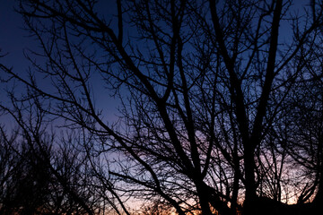 A tree with no leaves is silhouetted against a dark sky