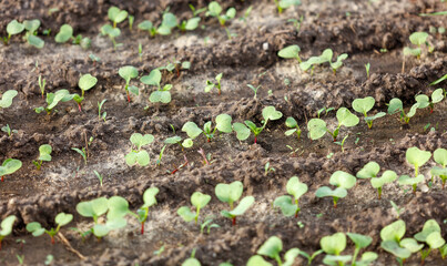 A field of small plants with dirt in between