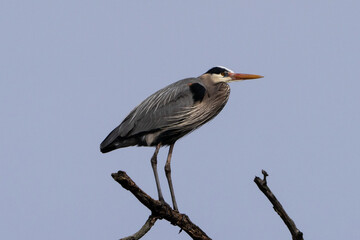 Ardea herodias