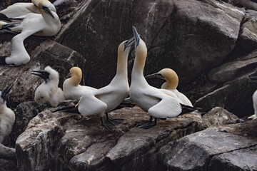 gannet love