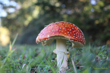 Amanita Muscaria