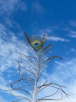 Pecock feather .