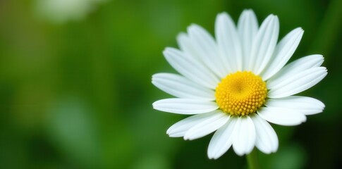 Fototapeta premium Delicate chamomile flower, white petals, yellow center , natural, healthy