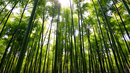 bamboo forest background