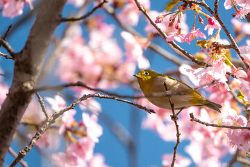 早咲きの桜の中で飛び立つ目白の連写