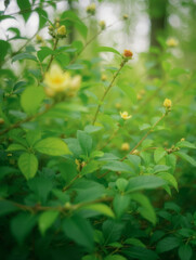 Lush green foliage with budding yellow flowers in a forest setting
